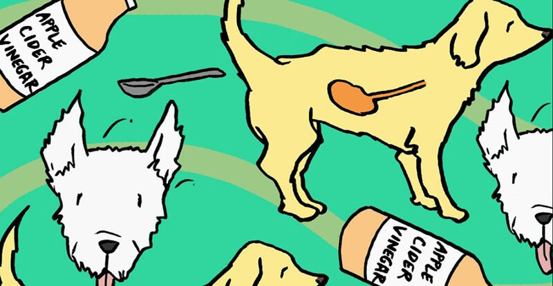 How Apple Cider Vinegar Helps Dogs