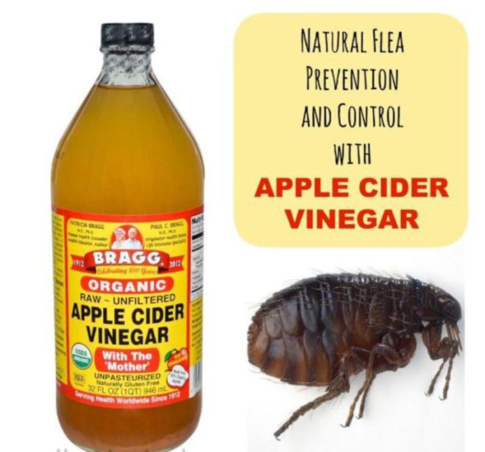 Apple cider vinegar for fleas