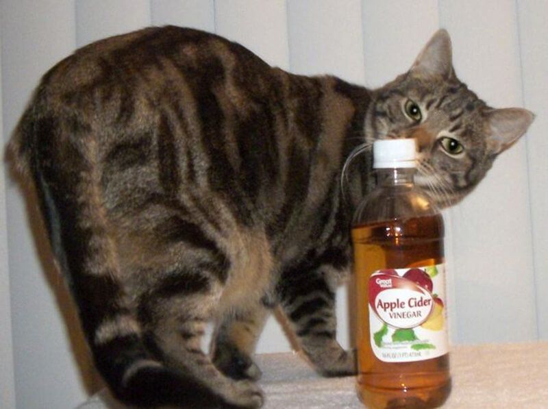Apple cider vinegar for upper respiratory infection in cats