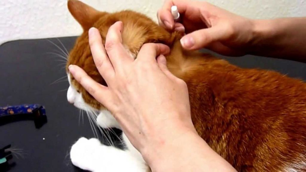 Flea Treatment For Cats With Allergies Ostomy Lifestyle