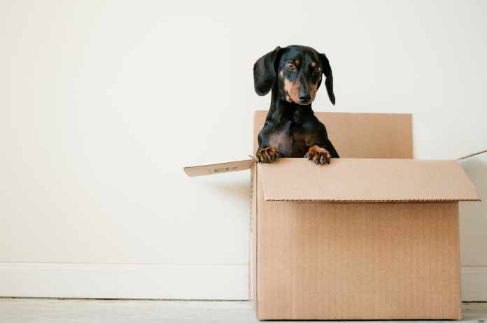Moving Your Pets