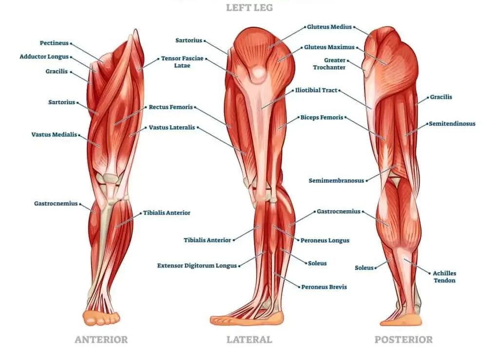 Quads or Quadriceps