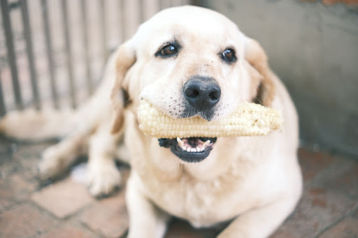 A Swift Analysis into the Fact Can Dogs Eat Corn or Not