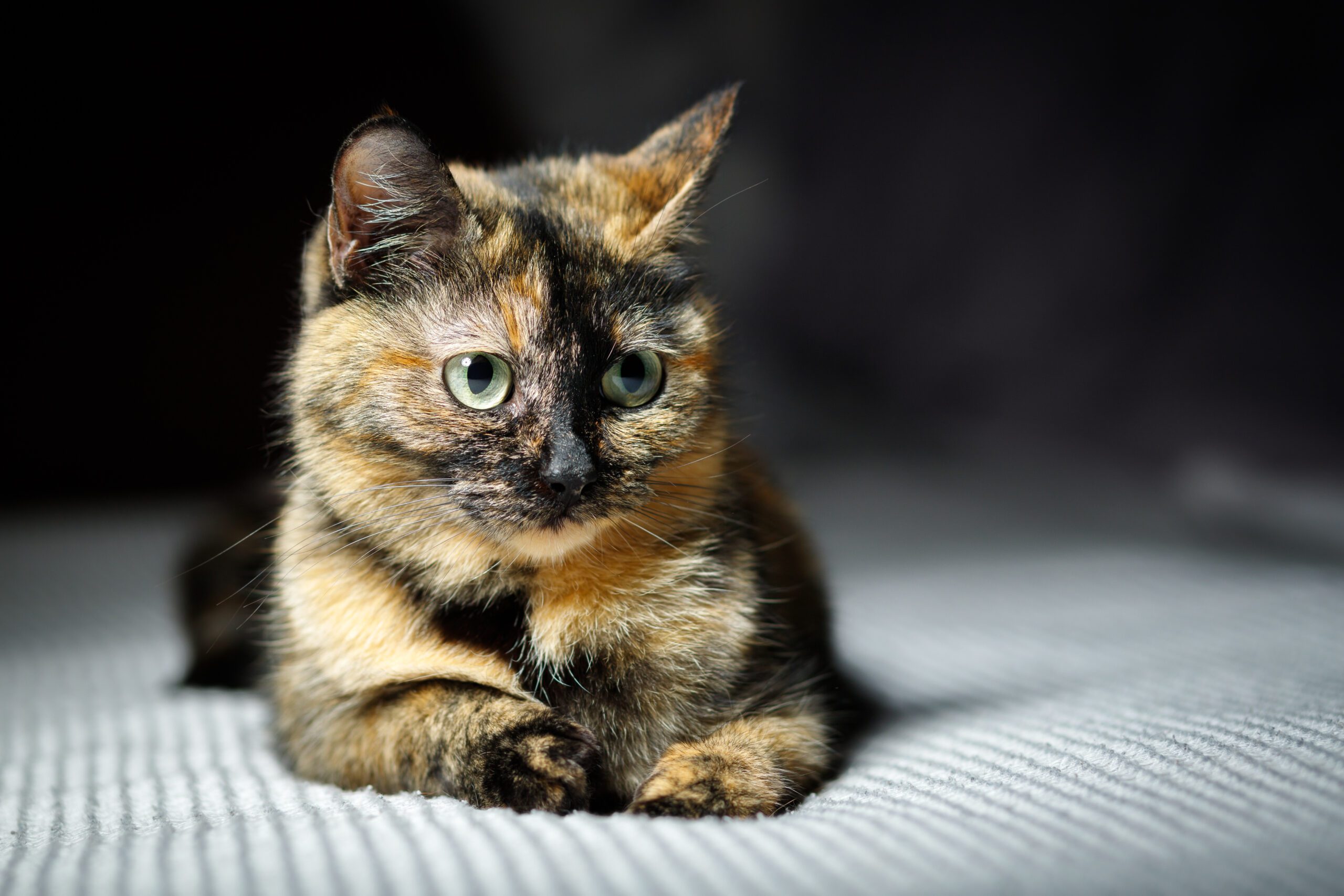 Tortie Cat Personality