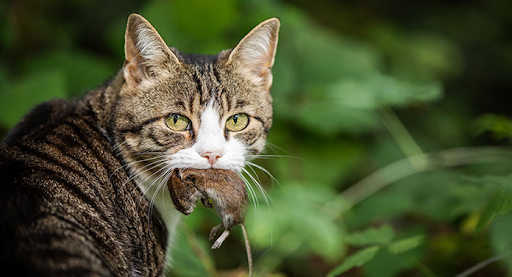 Wild Cats Feed on Insects