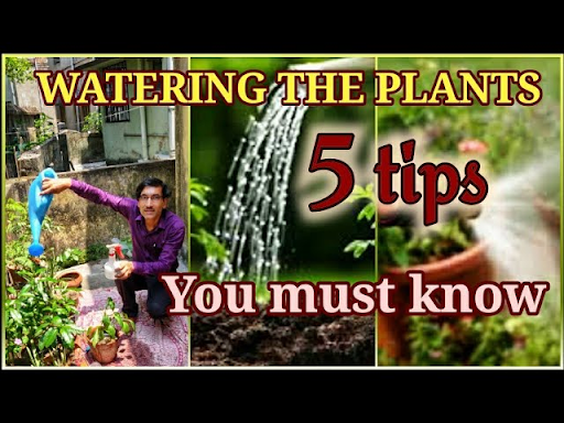 5 tips to water your plants