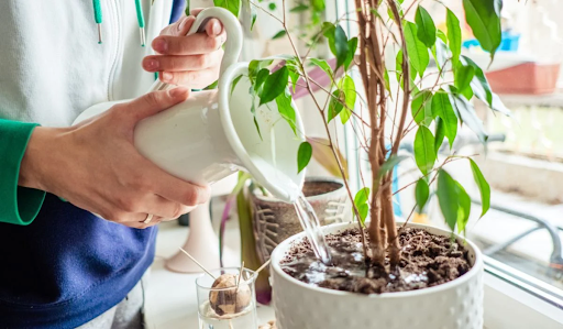 Ensure to water your plants