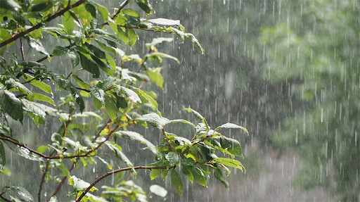Rainwater best for watering plants