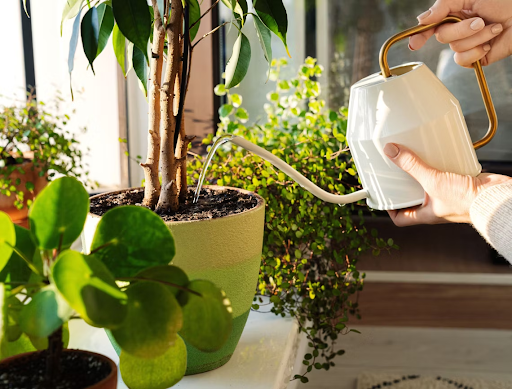 Worst times to water your plants
